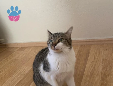 1 Yaşında Tekir Acil Yuva Arıyıor