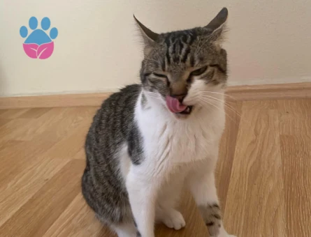 1 Yaşında Tekir Acil Yuva Arıyıor