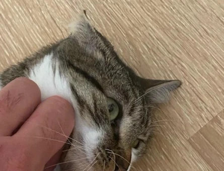 1 Yaşında Tekir Acil Yuva Arıyıor