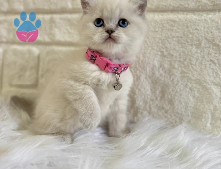 British Shorthair Point Mavi Gözlü Dişi