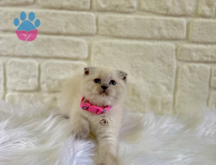 Scottish Fold Bluepoint Dişi 2 Aylık