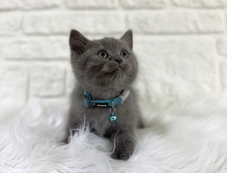 British Shorthair Erkek Gri 2 Aylık