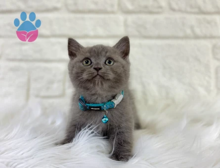 British Shorthair Erkek Gri 2 Aylık