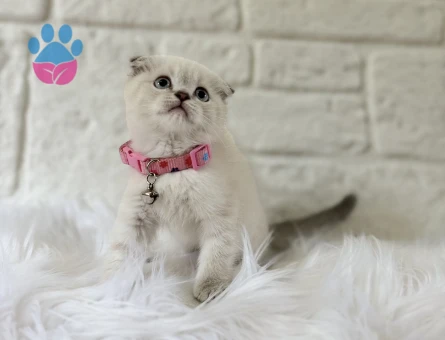 Scottish Fold Dişi Bluepoint 2 Aylık