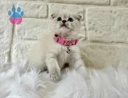 Scottish Fold Dişi Bluepoint 2 Aylık
