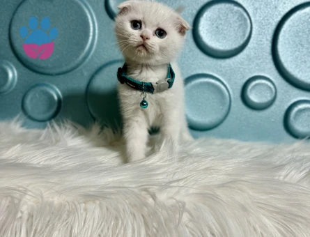 Scottish Fold Beyaz 2 Aylık