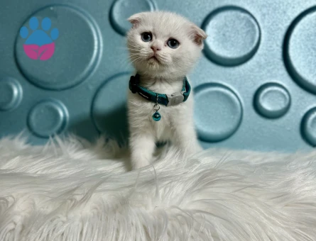 Scottish Fold Beyaz 2 Aylık