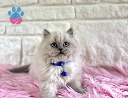 British Longhair Erkek Topaç Kafa Pofuduk Kucak Kedisi