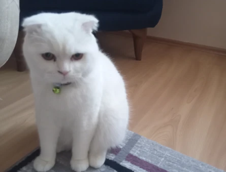 Scottish Fold 1 Yaşında