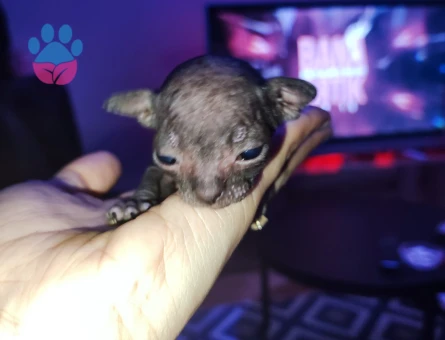 1 dişi 1 erkek Sfenks yavrularımız.