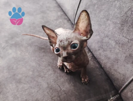 1 dişi 1 erkek Sfenks yavrularımız.