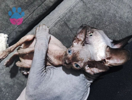 1 dişi 1 erkek Sfenks yavrularımız.