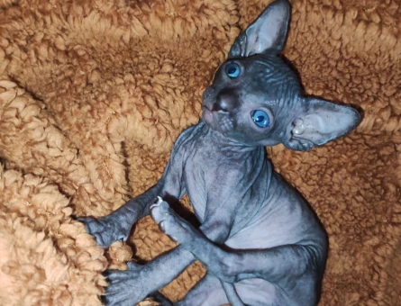 1 dişi 1 erkek Sfenks yavrularımız.