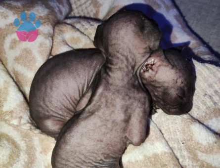 1 dişi 1 erkek Sfenks yavrularımız.