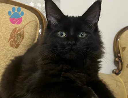 Safkan MaineCoon 3 Aylık Yuva Arıyor