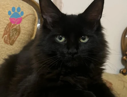 Safkan MaineCoon 3 Aylık Yuva Arıyor