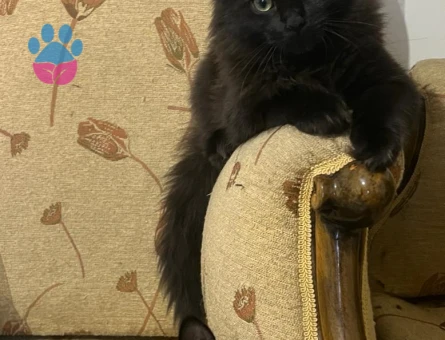 Safkan MaineCoon 3 Aylık Yuva Arıyor