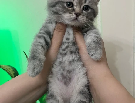 British ve scotish 2 aylık dişi