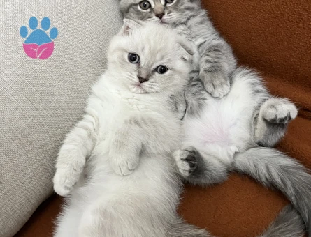 British ve scotish 2 aylık dişi