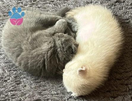 British ve scotish 2 aylık dişi