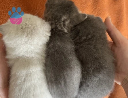 British ve scotish 2 aylık dişi