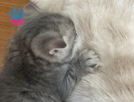 British ve scotish 2 aylık dişi