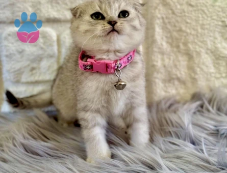 Scottish Fold Tabby Dişi 2 Aylık