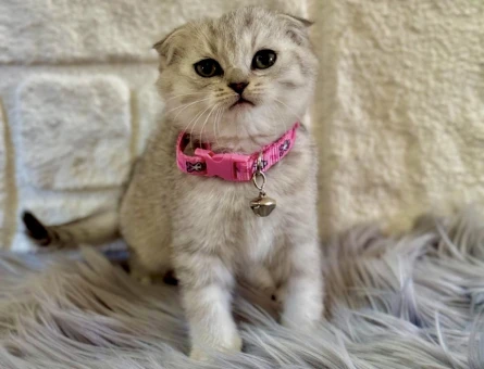Scottish Fold Tabby Dişi 2 Aylık