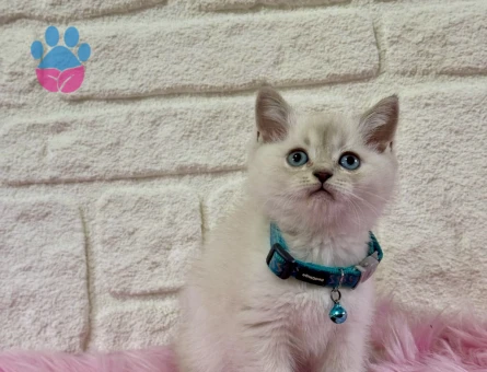 British shorthair Bluepoint Erkek 2 Aylık