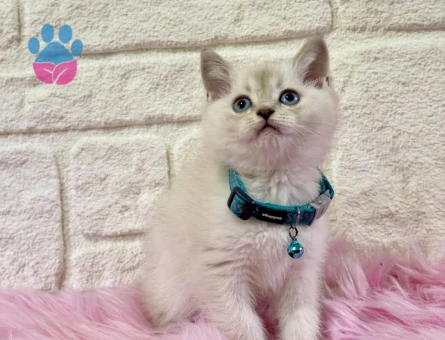 British shorthair Bluepoint Erkek 2 Aylık