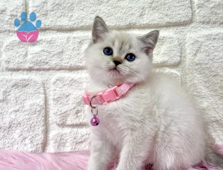British shorthair Bluepoint Dişi 2 AylıK