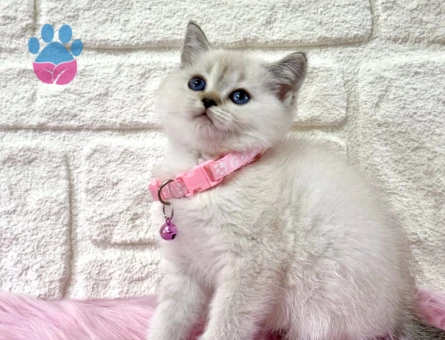 British shorthair Bluepoint Dişi 2 AylıK