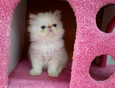 İran Persian Safkan Sıfır Burun Mavi Göz