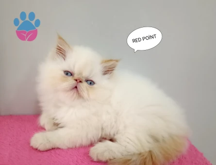 İran Persian Safkan Sıfır Burun Mavi Göz