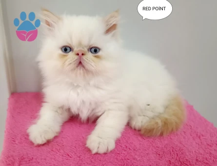 İran Persian Safkan Sıfır Burun Mavi Göz