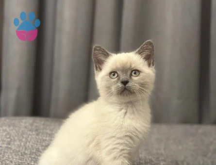2 aylık british shorthair point dişi-erkek kediler