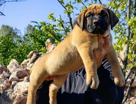 PRESA CANARIO YAVRU FCI KIF A SCR