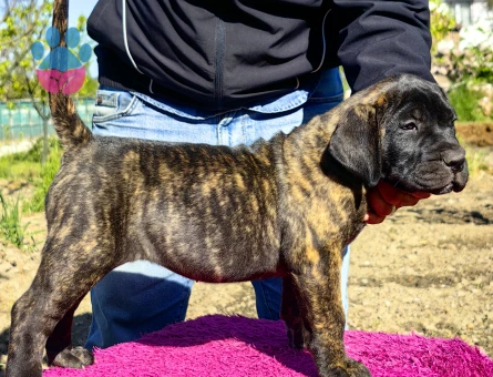 PRESA CANARIO YAVRU FCI KIF A SCR