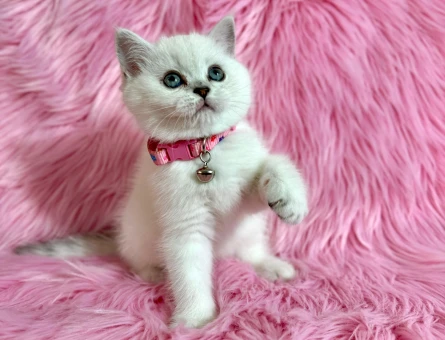 British Shorthair Bluepoint Dişi Yavrumuz