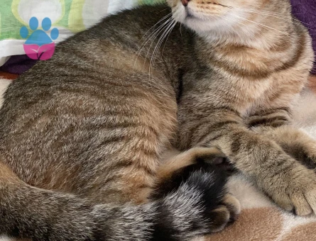 Scottish fold