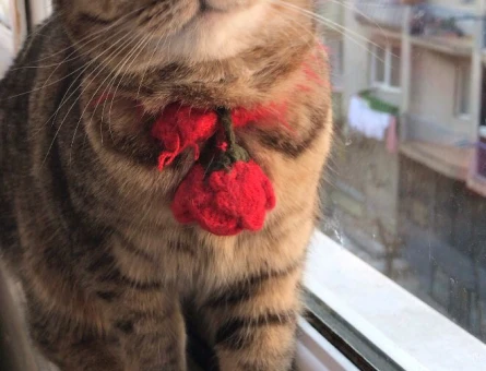 Scottish fold