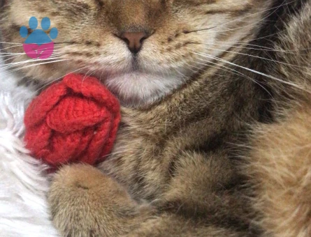 Scottish fold
