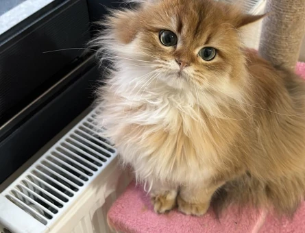 Golden british Longhair 1,5 yaşında kızım - 4355