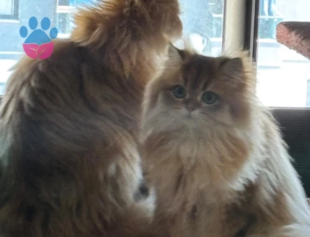 Golden british Longhair 1,5 yaşında kızım