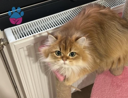 Golden british Longhair 1,5 yaşında kızım