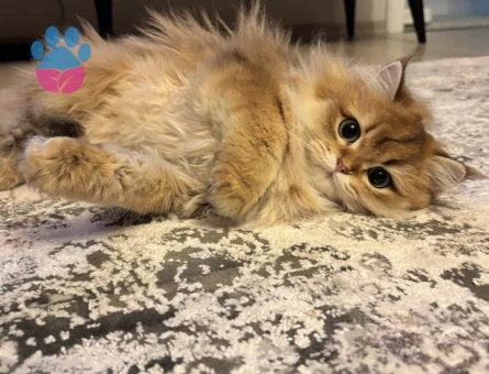 Golden british Longhair 1,5 yaşında kızım