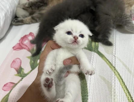 4 yavru safkan biritish scootish