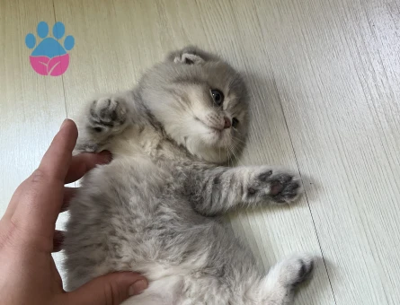 2 aylık harika güzellikte yavrular