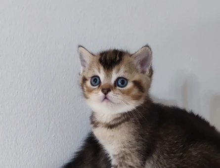 Ücretsiz Safkan golden yavrular