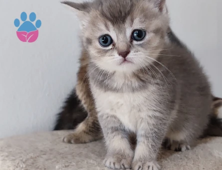 Ücretsiz Safkan golden yavrular